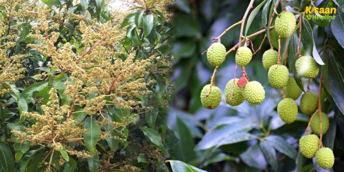 आम के फल मटर के दाने एवं लीची के फल लौंग के बराबर के हो तब बागवान क्या करें क्या न करें?